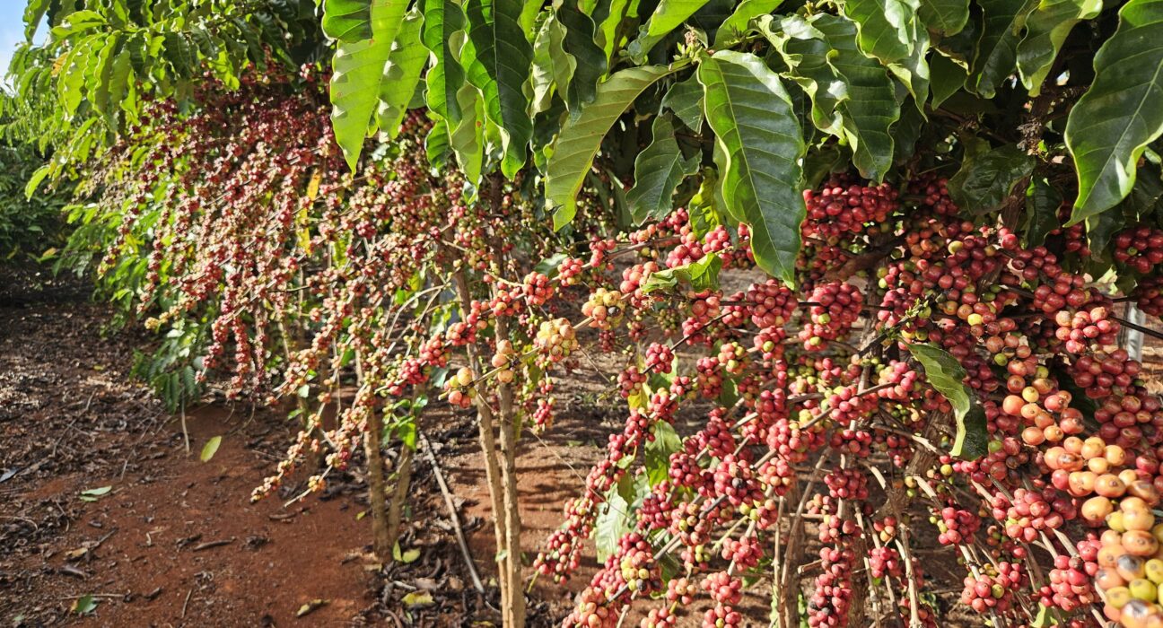 Distribuição de mudas e fomento às novas tecnologias impulsionam a agricultura familiar em MT
