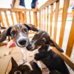 Saúde orienta tutores sobre cuidados com cães e gatos durante os festejos juninos