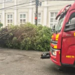 Queda de árvore causa interdição total de rua no Centro da capital